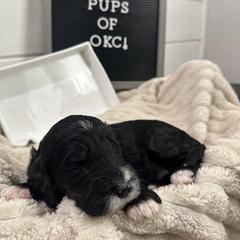 Goldendoodle and Golden Mountain Doodle Puppies from Silver Barn Doodles