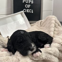 Goldendoodle and Golden Mountain Doodle Puppies from Silver Barn Doodles