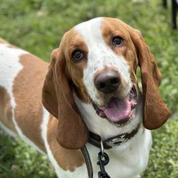 Gucci - Basset Hound