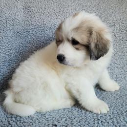 Dolly - Light blue collar - White and badger female Great Pyrenees puppy in Monmouth, Maine from Flewelling Great Pyrenees