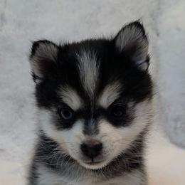 Alina - Black and white female Pomsky puppy in Wyoming from 307 Pomskys