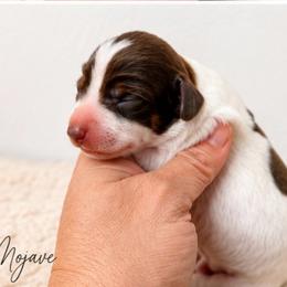Mojave - Piebald male Dachshund puppy in Deming, New Mexico from FoxieDoxies of New Mexico
