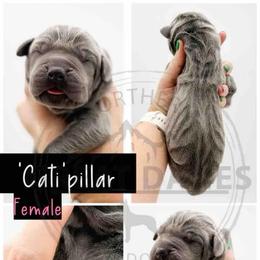 CatiPillar - Blue female Great Dane puppy in Sac City, Iowa from Northern Great Danes of Colorado & Iowa