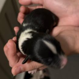 Dragon - Black tri-color male Australian Shepherd puppy in Weeki Wachee, Florida from Ace of Spades Australian Shepherds