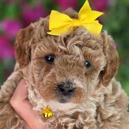 Charlotte Yellow Girl - Red  female Goldendoodle puppy in Vernon, Texas from Sugarland's Texas Goldendoodles