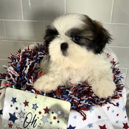 Shih Tzu puppies from Journie Shih Tzu