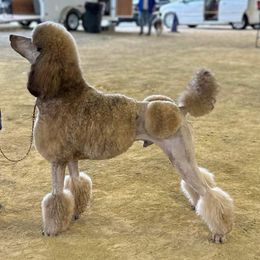 Rye - Poodle