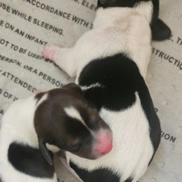 Girl 1 - Black and cream Dachshund puppy in Gilbert, Arizona from HPM