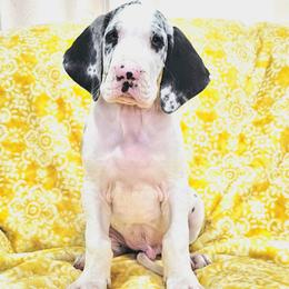 9 Romeo - Harlequin male Great Dane puppy in Castle Rock, Washington from Uber Alles Great Danes
