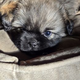 Dahlia - Sable female Tibetan Spaniel puppy in P Arksville, New York from Teri Paris