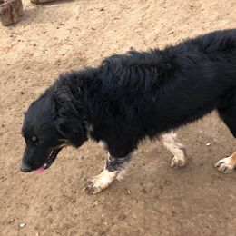 Prairie - Australian Shepherd