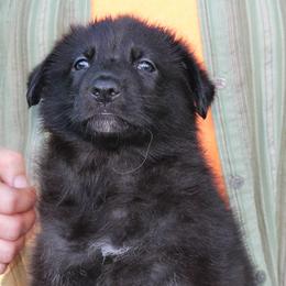 Red colored female - Black female German Shepherd puppy in Yakima, Washington from Bahr-S German Shepherds