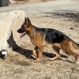 Bella - Black and red female German Shepherd puppy in Whitewater, California from Vom Haus Metzler Shepherds