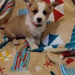 Gidget - Red female Pembroke Welsh Corgi puppy in Ethridge, Tennessee from Liberty Hill Farm