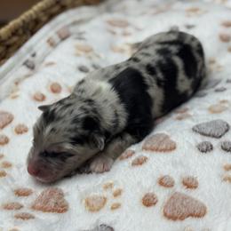 Boy 5 - Blue merle male Australian Shepherd puppy in Volant, Pennsylvania from Addie's Aussies