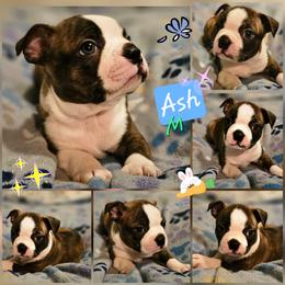 Ash-reserved - Seal brindle and white male Boston Terrier puppy in South Of Boston, Massachusetts from Boston Collections