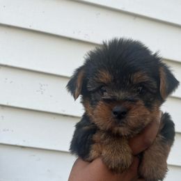 Princeton - Black and tan male Yorkipoo puppy in Gastonia, North Carolina from Precious pups dynasty kennel