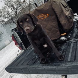 Labrador Retriever All Grown Up from Little River Labradors