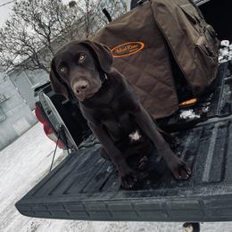 Labrador Retriever All Grown Up from Little River Labradors