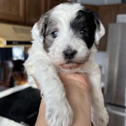 Patches - Blue merle female Aussiedoodle puppy in Box Elder, South Dakota from LuckyDoodles