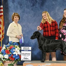 Flat-Coated Retrievers from Meadowlark Flat Coated Retrievers