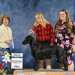 Flat-Coated Retrievers from Meadowlark Flat Coated Retrievers