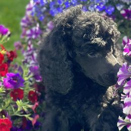 Poodles from Brookside Standard Poodles