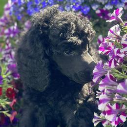 Poodles from Brookside Standard Poodles