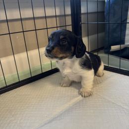 Dachshund Puppies from L&L Dachshunds