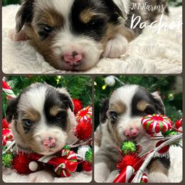(1) Dasher, BMM - Blue merle male Miniature American Shepherd puppy in Huntington, Texas from JKKJ Farms