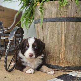 Sunny - Red tri-color male Australian Shepherd puppy in Silex, Missouri from Small Town Australian Shepherds