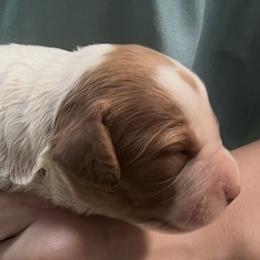 Holly girl 4 - White and orange female Brittany puppy in Floyd Knobs, Indiana from Cross Creek Brittanys