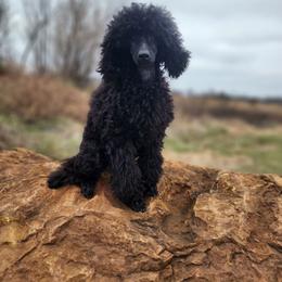 Ahya - Black female Poodle puppy in Harrisonville, Missouri from Kurly Q Poodles