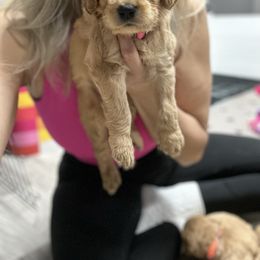 Goldendoodle Puppies from Totally Texas Doodles