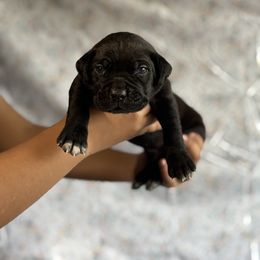 Cane Corso and Miniature Schnauzer Puppies from P1FamilyCanines