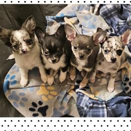 Chihuahua Puppies from Little Joyful Chihuahua's