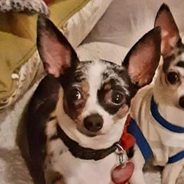 Chihuahuas, Dachshunds, and Shih Tzus from Pup cakes