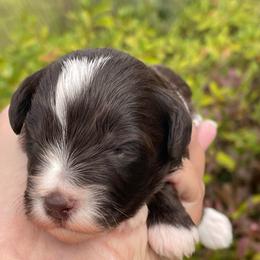 Mable - Liver female Miniature Schnauzer puppy in Brundidge, Alabama from Deez Pups Magnificent Schnauzers