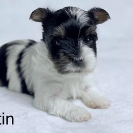 Austin - Black tan and white male Biewer Terrier puppy in Cartersville, Georgia from Alpha Tiny Paws