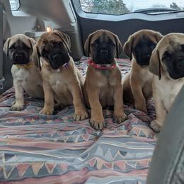 Mastiff Puppies from Cedarhills