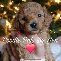 Poodle All Grown Up from Poodle Pals By Jen