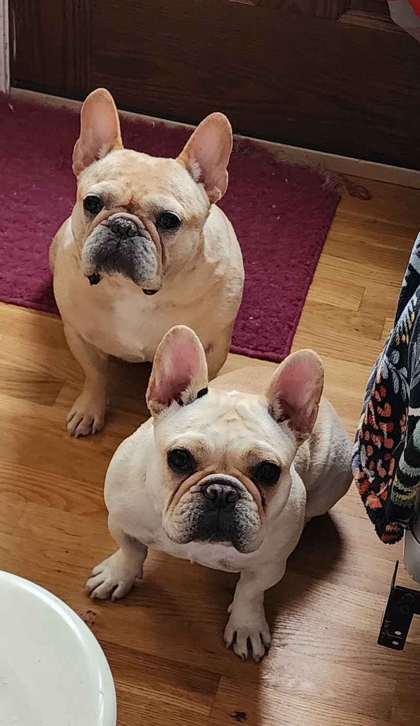 Stella - French Bulldog