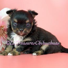Algor - Black and tan male Chihuahua puppy in Anderson, South Carolina from Lil Treasures Chihuahuas
