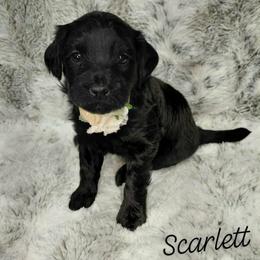 Scarlett - Black female Goldendoodle puppy in Eau Claire, Wisconsin from Fisher River Doodle's