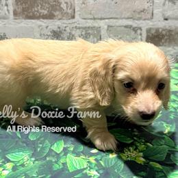 Cream Female Longhair - Cream female Dachshund puppy in Cleveland, Tennessee from Kelly's Doxie Farm