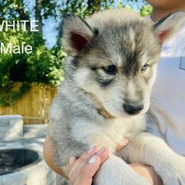 Pomeranian and Siberian Husky Puppies from Lor-Huinil's Dogs
