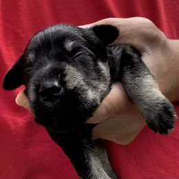 Black and Silver Male 2 - Black and silver male Miniature Schnauzer puppy in Clover, South Carolina from Bobo’s Babies Kennels