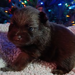 Cherokee pup 2 - Chocolate and tan male Pomeranian puppy in Carrollton, Georgia from B AND R'S POMERANIAN'S