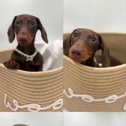 Dachshund Puppies from Pine & Pasture Dachshunds