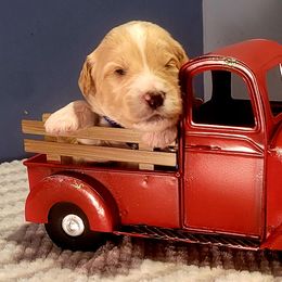 Goldendoodle Puppies from Magical Goldendoodles of Pioneer Valley, MA